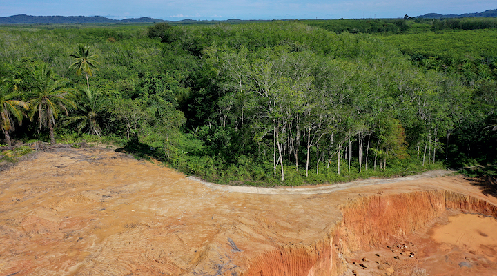 Deforestation in Malaysia for palm oil plantations