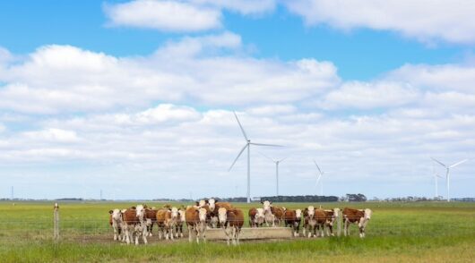 scenic shot of wind turbines blue sky clouds and grass with cows of amazon's hawkesdale wind farm 2025