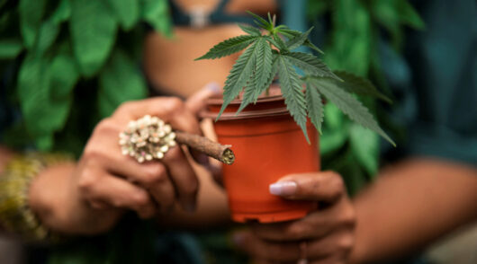 Cannabis plant and joint.