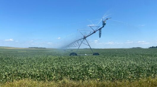 Irrigated China soybean field.