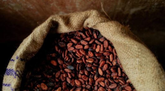 Cocoa beans in burlap sack.