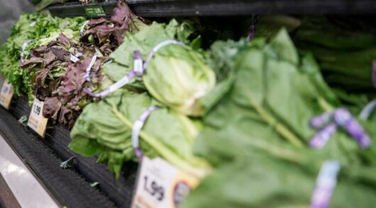 Fresh lettuce in a grocery store.