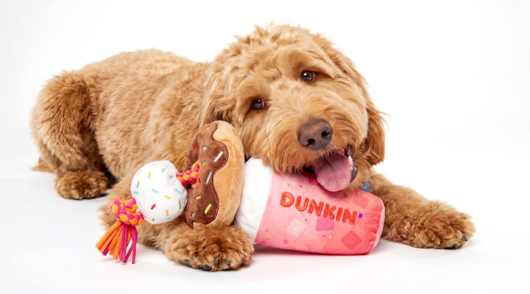dog and dunkin' cup