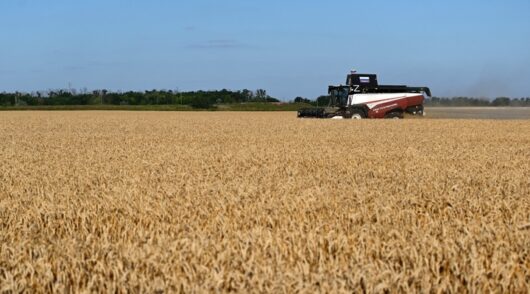 Russian combine harvesting grain.